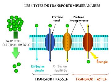 transport_membranaire.jpg