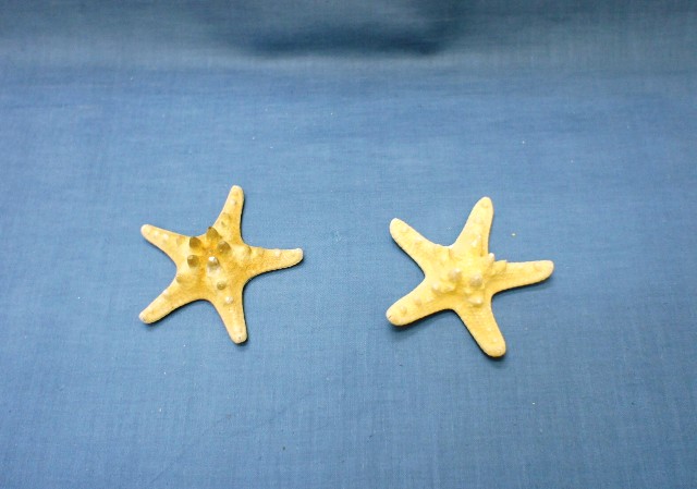 Морские звёзды малые сушеные