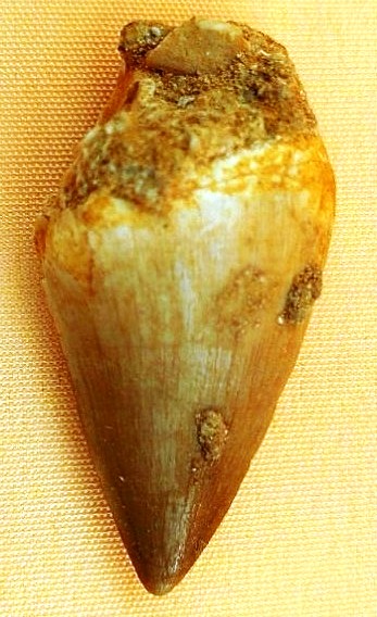 Зуб  Мозазавра