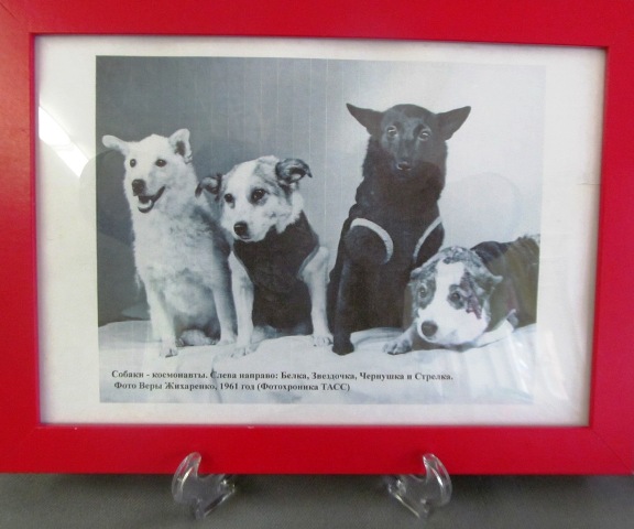 Фото в рамке  Собаки -космонавты